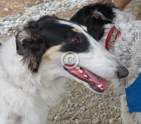 Borzoi Borzoi
