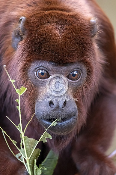 Red howler monkey (Alouatta seniculus)