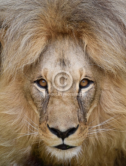 african lion african lion