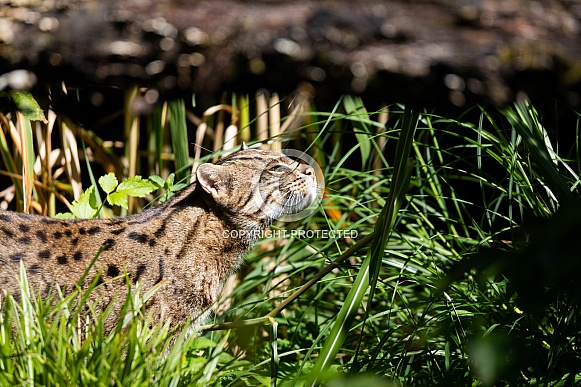 Fishing cat Fishing cat
