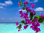 Colorful flowers near a tropical sea