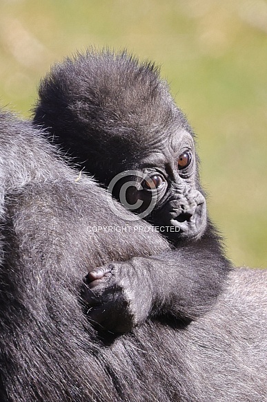 Western Lowland Gorilla (Gorilla Gorilla Gorilla)