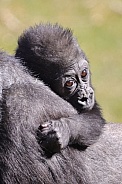 Western Lowland Gorilla (Gorilla Gorilla Gorilla)