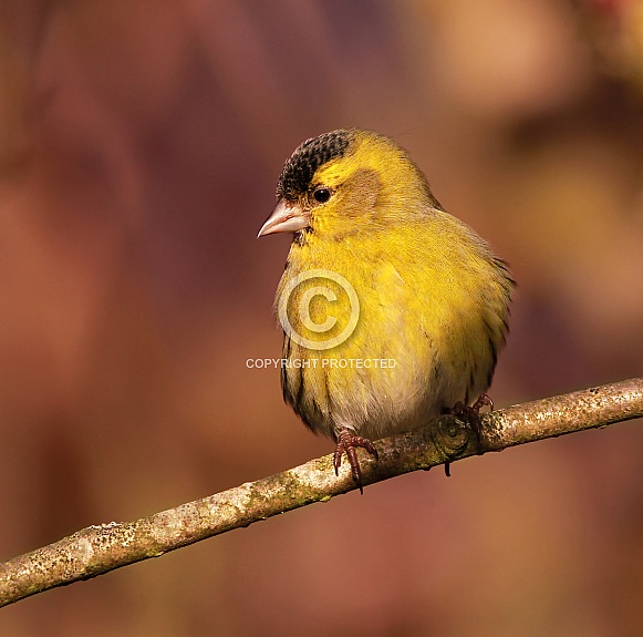 Siskin