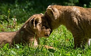 Lion Cub Love
