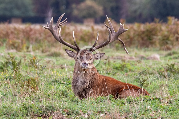 Red deer