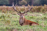 Red deer