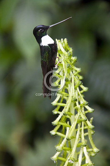 Collared Inca Hummingbird - Ecuador