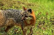 Curious gray fox