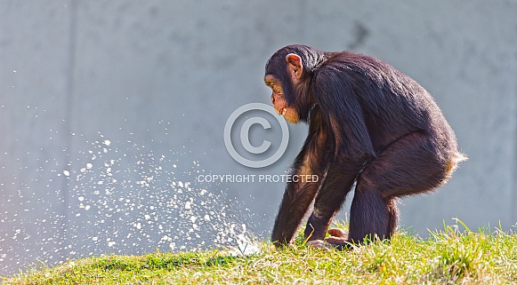 Chimpanzee Chimpanzee