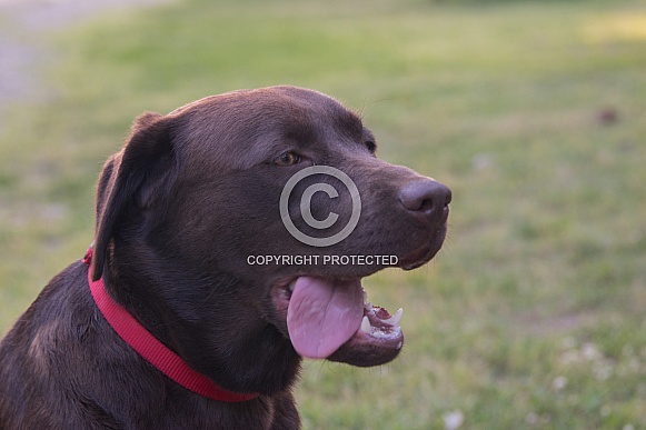 Chocolate Labrador Chocolate Labrador