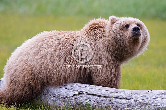 Brown Bear