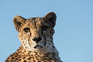 Cheetah
