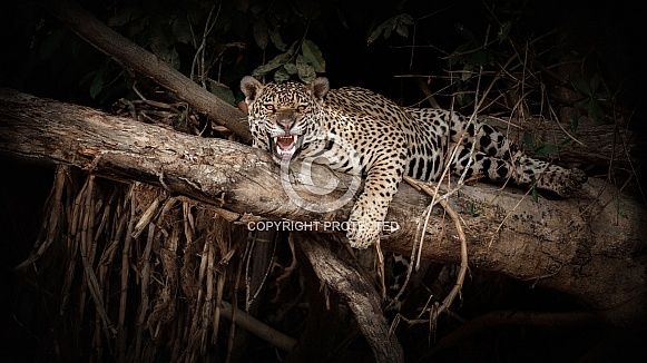 American jaguar in the nature habitat