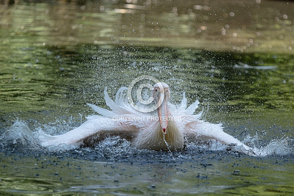 White Pelican White Pelican