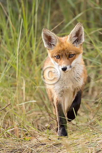 Young red fox cub in nature