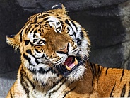 Tiger with open mouth