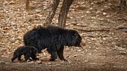 Sloth bear in the nature habitat.