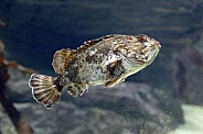 Shorthorn sculpin (Myoxocephalus scorpius)