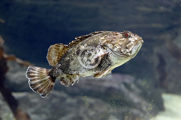 Shorthorn sculpin (Myoxocephalus scorpius)