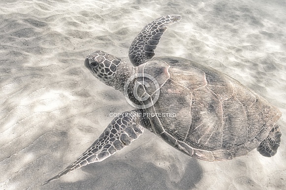 Green Sea Turtle (wild)