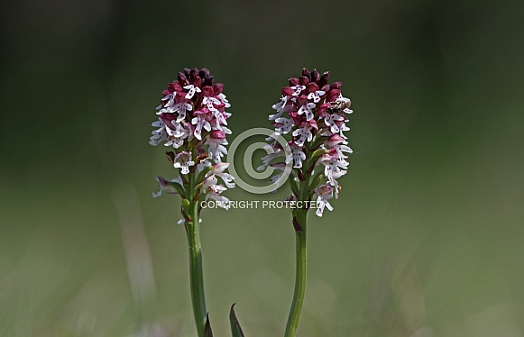 Burnt tip Orchid