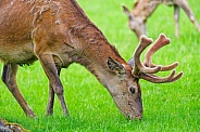 Male deer grazing