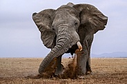 Bull elephant in musth