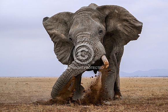 Bull elephant in musth