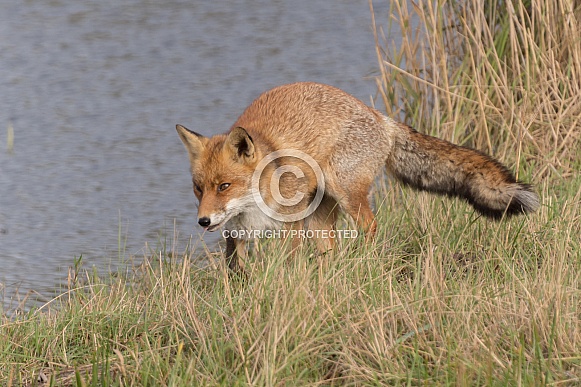 Red Fox