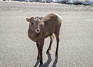 Canadian Big Horn Sheep (lamb) on the road