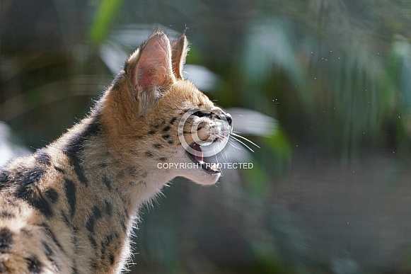 Serval