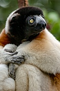 Crowned Sifaka Lemur