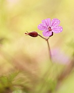 Herb Robert