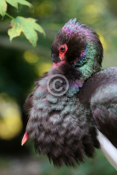 Black Stork (Ciconia nigra) Black Stork (Ciconia nigra)