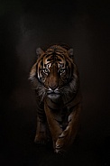 Hutan - Sumatran tiger