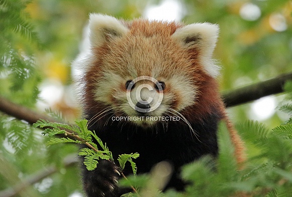 Red Panda