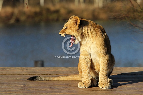 African Lion cub