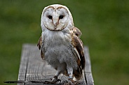 Barn Owl Full Body Facing Camera