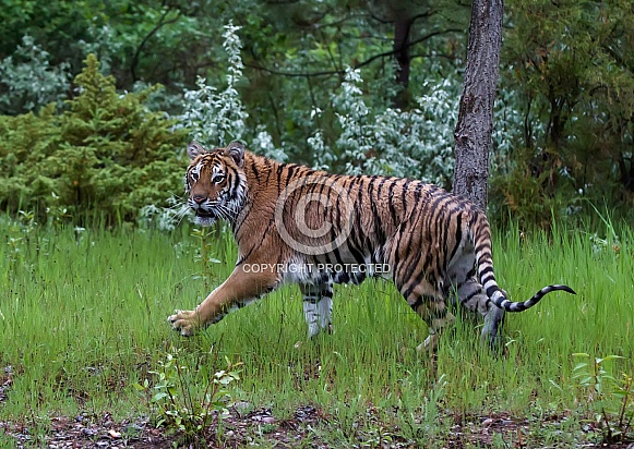 A Captive Juvenile Siberian Tiger