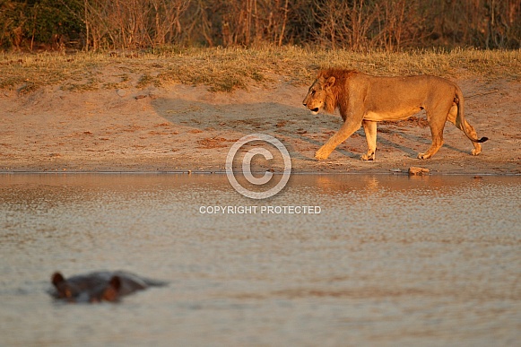 Beautiful lion in amazing evening light