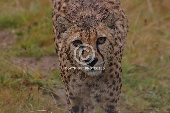 Cheetah Facing Camera Face Shot Cheetah Facing Camera Face Shot