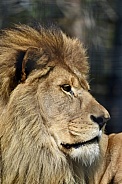 African Lion