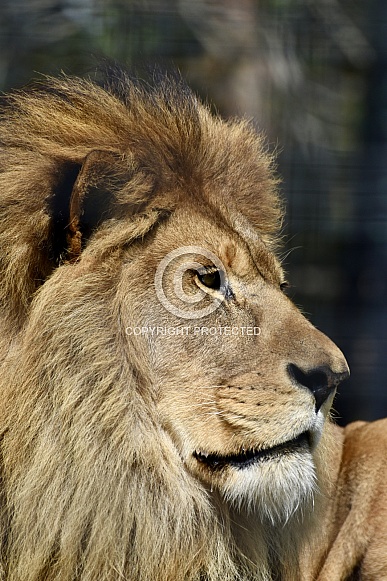 African Lion