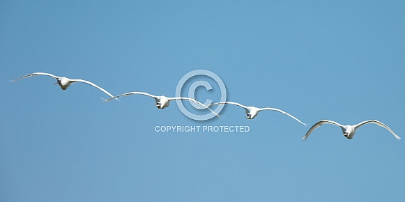 The Eurasian spoonbill The Eurasian spoonbill