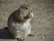 A Fat Arctic Ground Squirrel