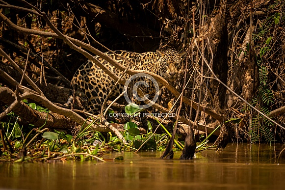 American jaguar in the nature habitat