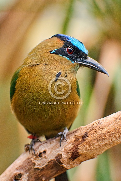 Blue Crowned Motmot Blue Crowned Motmot