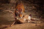 Beautiful tiger in the nature habitat. Tiger pose in amazing light. Wildlife scene with wild animal. Indian wildlife. Indian tiger. Panthera tigris tigris.