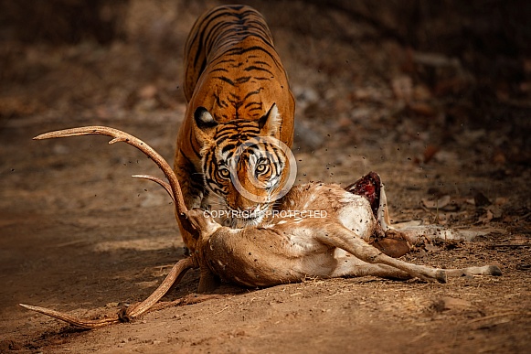 Beautiful tiger in the nature habitat. Tiger pose in amazing light. Wildlife scene with wild animal. Indian wildlife. Indian tiger. Panthera tigris tigris.